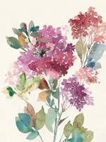 Sweet Hydrangea II Fine Art Print