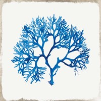 Blue Coral II Fine Art Print