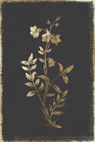 Botanical Gold on Black IV Fine Art Print