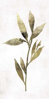 Gold Botanical IV Fine Art Print