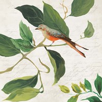 Singing Bird I Framed Print
