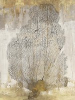 Coral Splendor II Fine Art Print