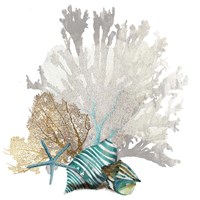 Coral Fine Art Print