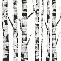 White Birch Fine Art Print