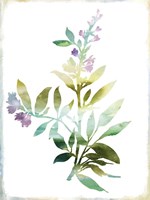 Summer Botanical III Fine Art Print
