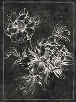 Black Botanical I Fine Art Print