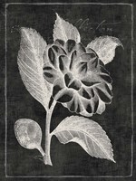Black Botanical II Fine Art Print