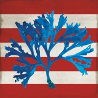 Marine Coral II Fine Art Print