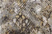 Snake Skin Fine Art Print