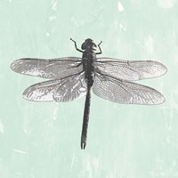 Dragonfly II Framed Print