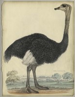 The Ostrich Fine Art Print