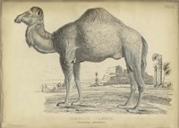 Camel Bactarnian Fine Art Print