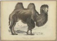 Camel Dromedary Fine Art Print