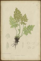 Roots Fine Art Print