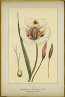 Mariposalily Fine Art Print