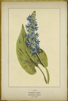 Pickerel Weed Fine Art Print