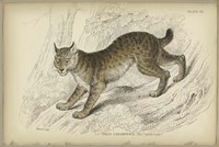 Felis Canadenis Lynx Fine Art Print