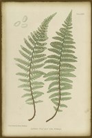 Lastrea Felix Fine Art Print