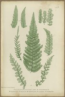 Polystichum Fine Art Print