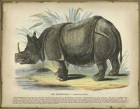 Rhino Fine Art Print