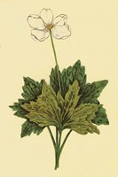 Anemone Fine Art Print