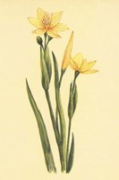 Arizona Sisrinchium Fine Art Print