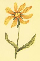 Arizona Wyethia Fine Art Print