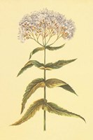 Boneset and Ague Weed Fine Art Print