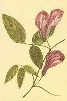 Butterfly Pea Fine Art Print