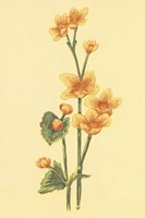 Calthra Palustris Fine Art Print