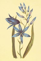Camass and Wild Hyacinth Fine Art Print