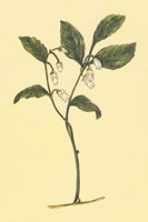 Checkerberry Fine Art Print