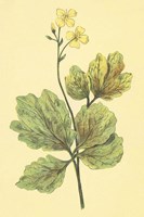 Chelidonium Majus Fine Art Print