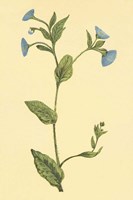 Common Fleabean Fine Art Print