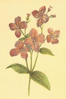 Deer Grass and Meadow Beauty Fine Art Print