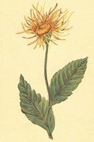 Ellecampane Fine Art Print