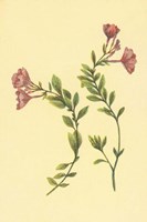Epilobium Rigidum Fine Art Print