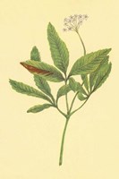 Five Leaved Ginseng Fine Art Print