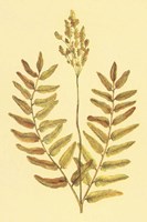 Flowering Fern Fine Art Print