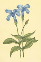 Finged Gentian Fine Art Print