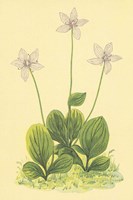 Grass of Parnassus Fine Art Print