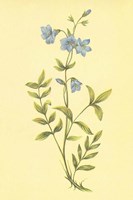 Greek Valerian Fine Art Print