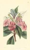 Impatiens Platypetala Fine Art Print