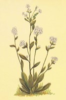 Kings Eritrichium Fine Art Print