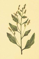 Lamb's Quarters Fine Art Print