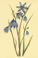 Large Flowered Blue Eyed Grass Fine Art Print