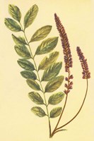 Lead Plant Fine Art Print