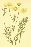 Newberry Leucampyx Fine Art Print