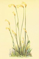 One Flowered Root Fine Art Print