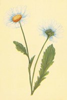 Ox Eye Daisy with Whiteweed Fine Art Print